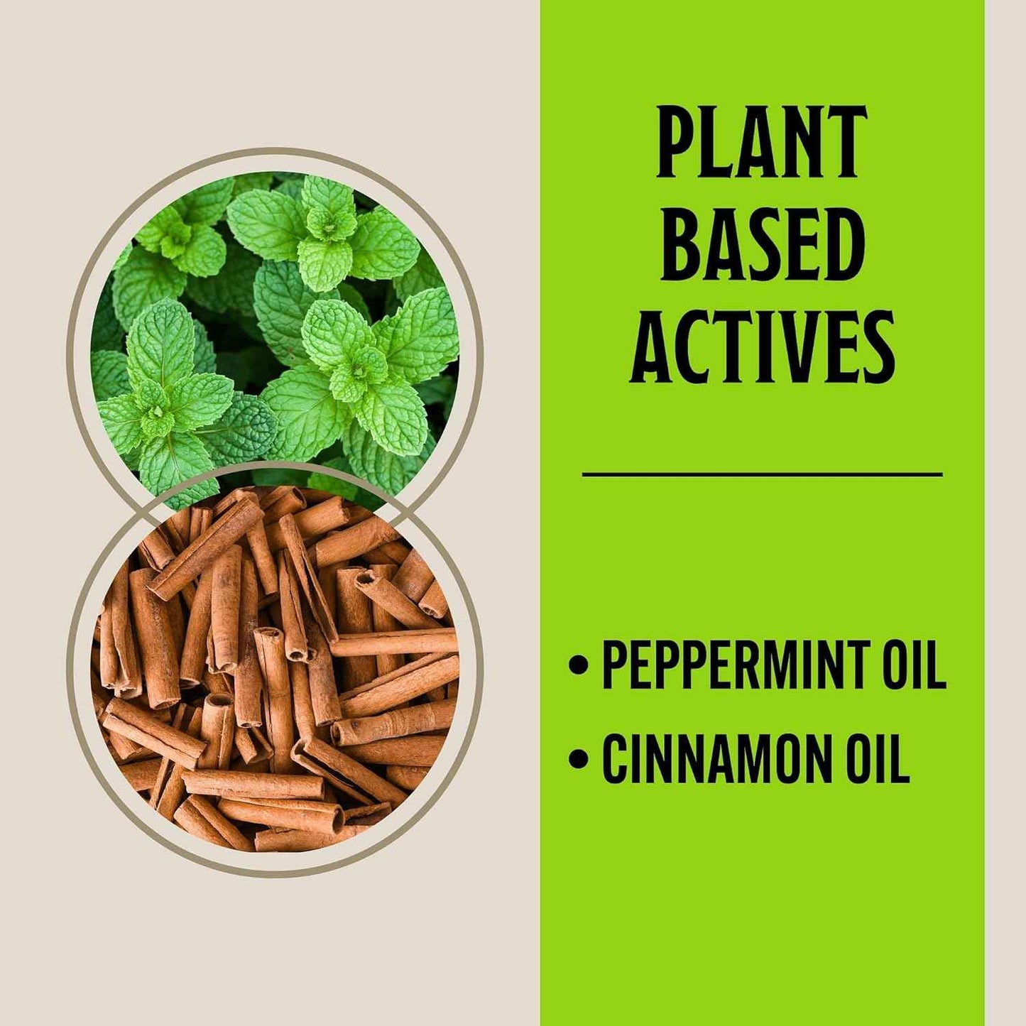 Grandpa Gus's Rodent Repellent Spray with Sprayer, Natural Peppermint & Cinnamon Oils Repel Mice and Stop Rats, 1 Gallon (Pack of 1)