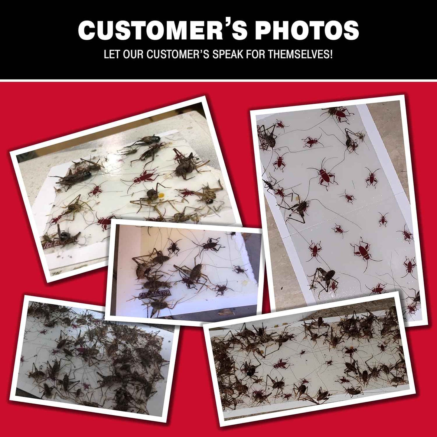 Catchmaster Cricket XL Giant Glue Boards 6-Pk, Adhesive Bug Catcher Cricket Traps Indoor, Sticky Trap for Inside Your Home, Bulk Insect Killer, Insect Traps for House & Garage, Pest Control for Home