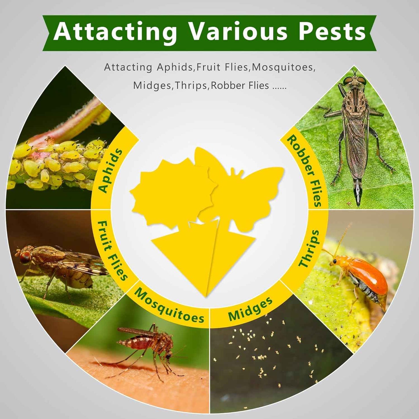 Landisun Fruit Fly Traps 48PCS Fungus Gnat-Traps for Indoor-Outdoor Yellow Fruit-Fly Sticky-Trap Plants Flying Bug Insects Traps