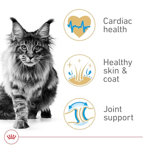 royal-canin-maine-coon-adult-dry-cat-food-6-lb-bag-formulated-for-purebred-maine-coon-cats