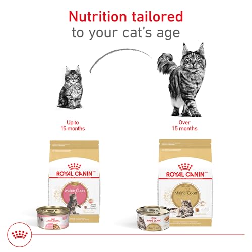 royal-canin-maine-coon-adult-dry-cat-food-6-lb-bag-formulated-for-purebred-maine-coon-cats
