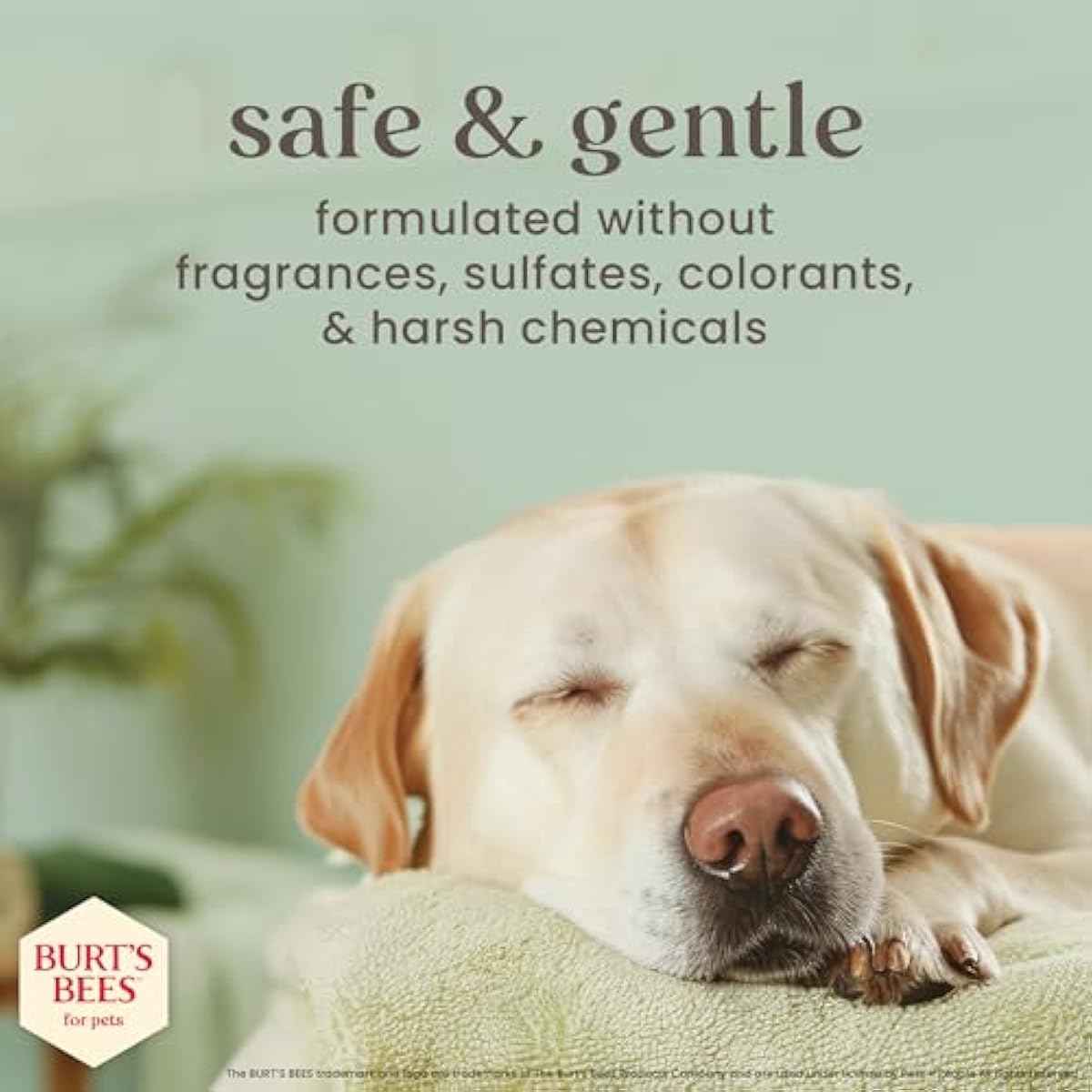 Burt’s Bees for Pets Itch Shampoo with Manuka Honey and Chamomile for Dogs, Itch Relief for Dogs - Naturally Derived Ingredients, 16 Fl Oz