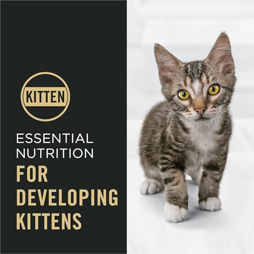 Purina Pro Plan Kitten Dry Food Chicken and Rice Formula Shredded Blend, High Protein, 6 lb Bag