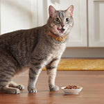 meow mix tenders in sauce wet cat food variety pack poultry beef 2.75 ounce cups 24 count