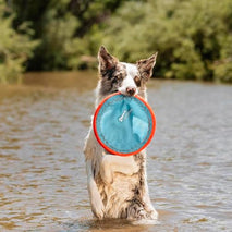 chuckit paraflight flying disc dog toy - water floating flyer - durable nylon with soft rubber edges - medium and large dogs - size large