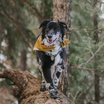 Qumy dog shoes, large dog boots, medium dog paw protectors for winter, snow, hot pavement, rainy weather, outdoor walking, indoor hardfloors