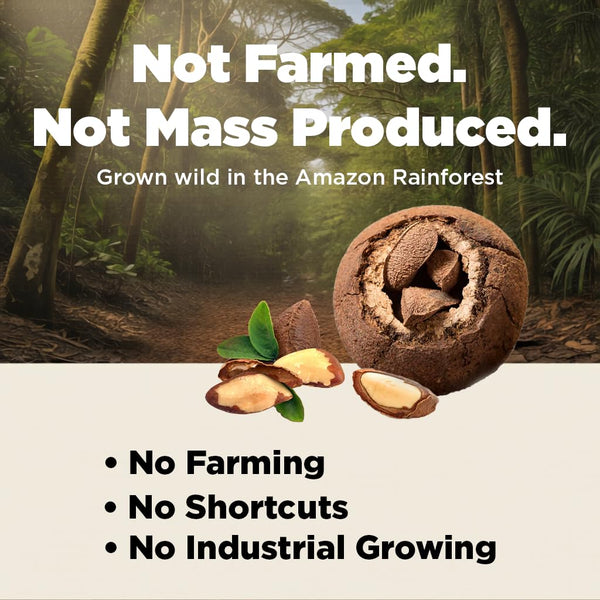 Brazil Nuts, 8oz, Wild Harvested, High Selenium, Gluten Free, Peanut Free, Non-GMO, Kosher, Resealable