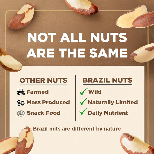 Brazil Nuts, 8oz, Wild Harvested, High Selenium, Gluten Free, Peanut Free, Non-GMO, Kosher, Resealable