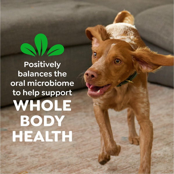 greenies veterinarian-recommended adult natural dental dog treats, original flavor, 36 oz. pack, 36 count, regular size
