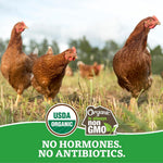 Organic Eggs Free Range Large Brown, 12 Count