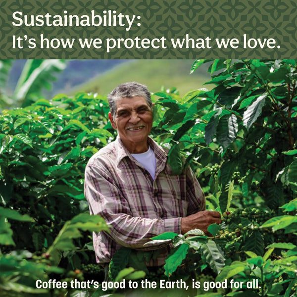 Don Francisco's Hawaiian Hazelnut Ground Flavored 100% Arabica Coffee - 3 x 10 oz Recyclable Cans for Gourmet Brew