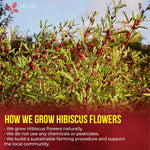 100% Natural Hibiscus Flowers Tea Bags, Loose Flower Herbal Tea, No Sugar, No Caffeine, No Gluten, Vegan
