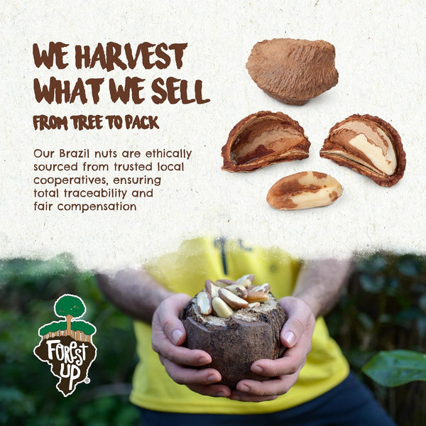 Brazil Nuts, 15 oz, Raw, Unsalted, Kosher, Organic, Vegan, Gluten Free, Harvested in Amazon Rainforest