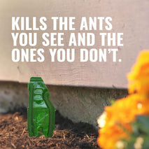 TERRO Liquid Ant Baits - T1813B - Outdoor Ready-to-Use Terro Ant Traps, Kills Household Ants, 12 Stakes