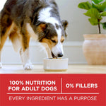 Purina ONE Dry Dog Food Lamb and Rice Formula, 31.1 lb Bag, Red Bag, Made in USA