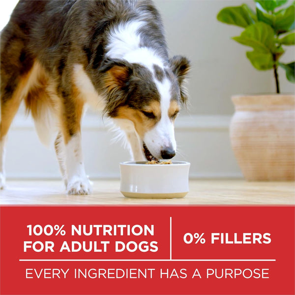 Purina ONE Dry Dog Food Lamb and Rice Formula, 31.1 lb Bag, Red Bag, Made in USA