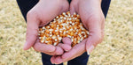 Preferred Popcorn Organic Popcorn, 28 Ounce Bag, Pack of 4, 30 Servings Per Bag