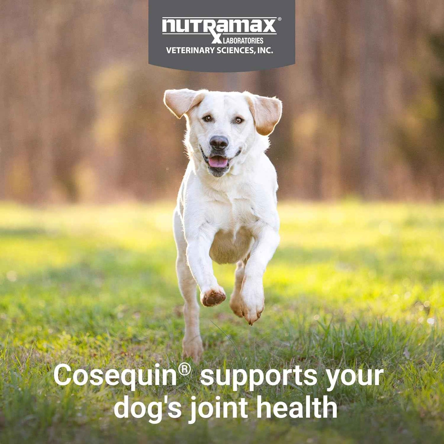 Nutramax Cosequin for Dogs Joint Health Supplement, Contains Glucosamine, Plus Chondroitin, MSM and Omega-3s, Supports Joint and Skin and Coat Health, Soft Chews, 120 Count