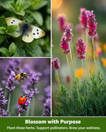 Herb Seeds Variety Pack for Planting Indoor & Outdoor