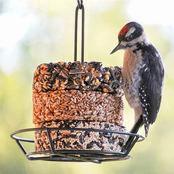 Audubon Park Nut & Fruit Snack Stack Bird Food 6-Pack